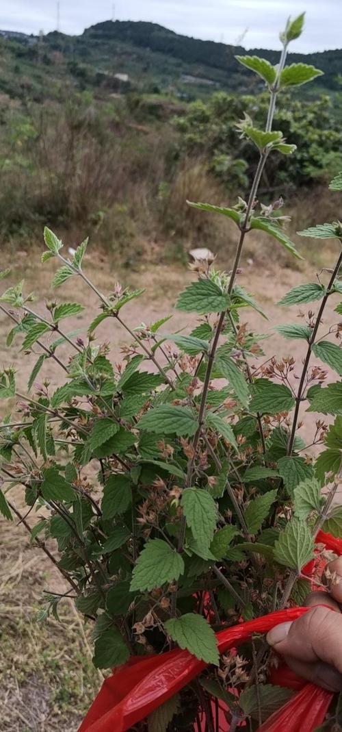 常见草药植物知识（常见草药植物知识大全）-第2张图片-多多自然网