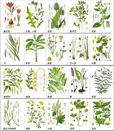 常见草药植物知识（常见草药植物知识大全）-第3张图片-多多自然网