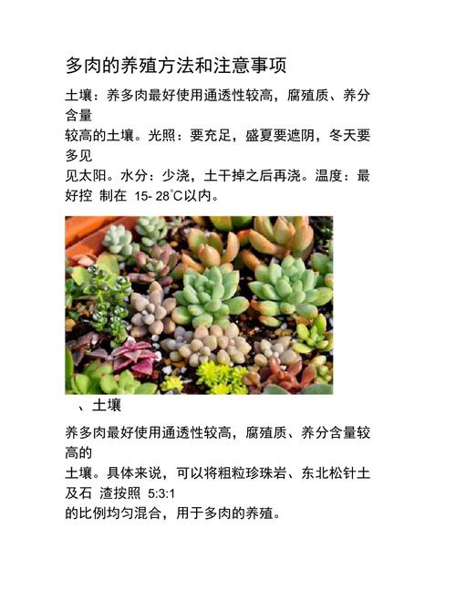 多肉植物春天养护知识（多肉春天养殖攻略）-第4张图片-多多自然网