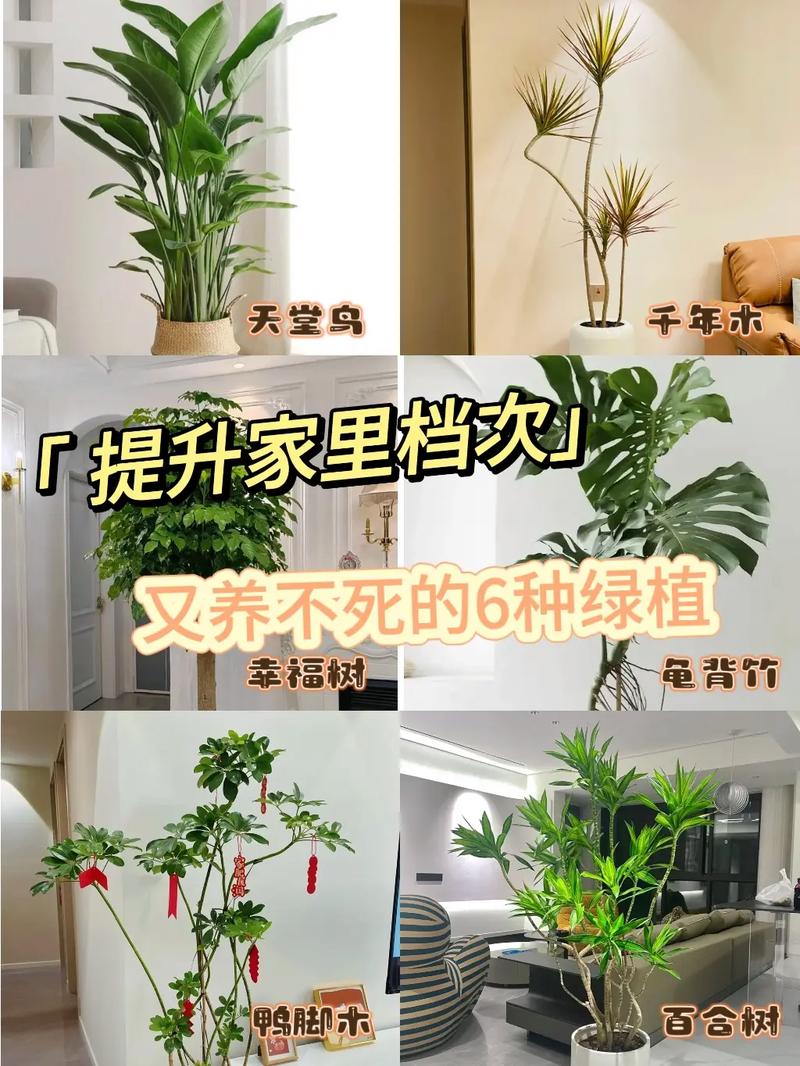 东北家养绿植怎么养护（东北家养花）-第3张图片-多多自然网