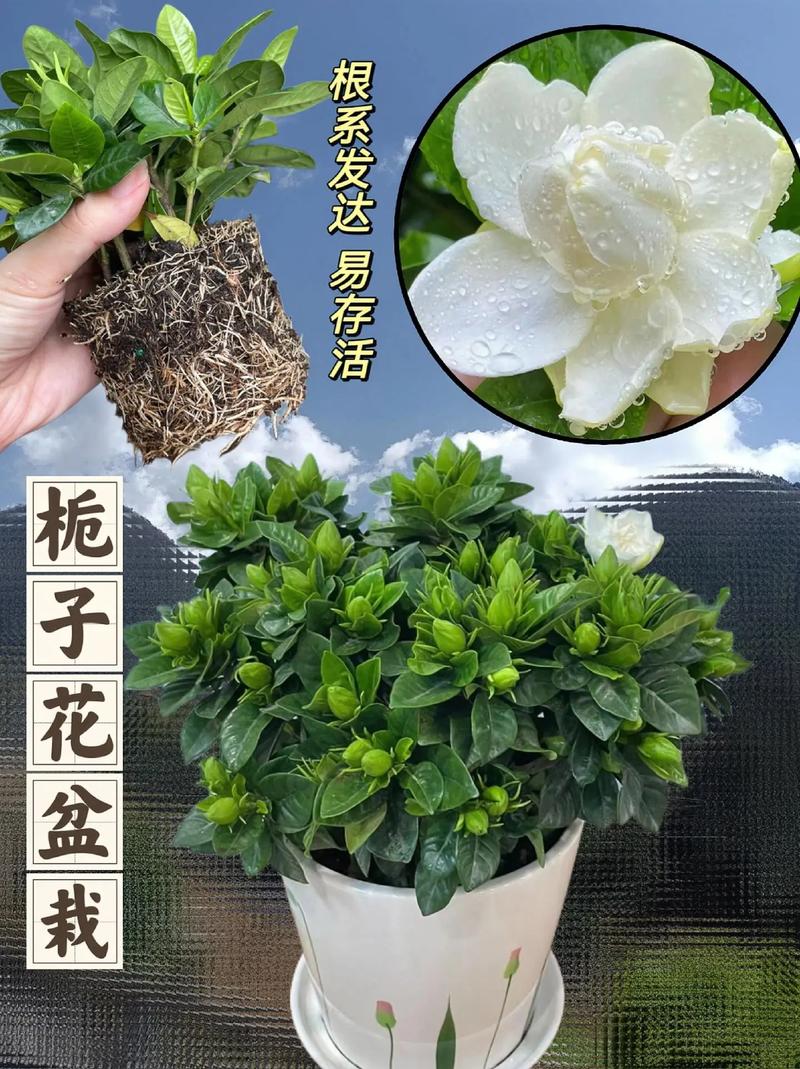 东北绿植盆栽怎么养护和管理（适合东北的盆栽花）-第1张图片-多多自然网