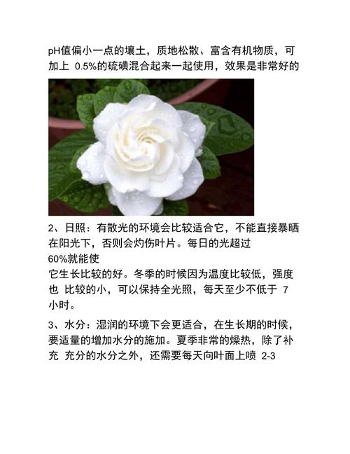 东北绿植盆栽怎么养护和管理（适合东北的盆栽花）-第2张图片-多多自然网