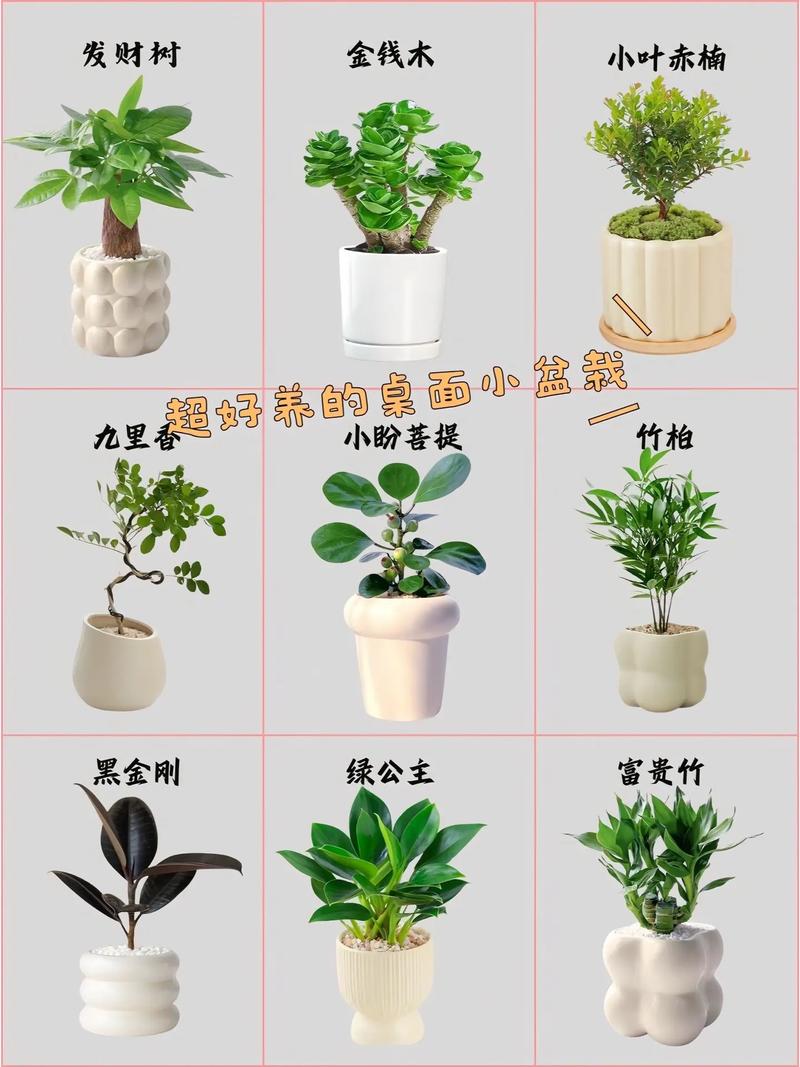 东北绿植盆栽怎么养护和管理（适合东北的盆栽花）-第3张图片-多多自然网