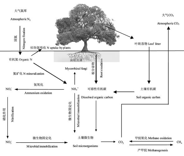 磁和植物与土壤的关系（说一说你知道的土壤和植物的关系）-第2张图片-多多自然网