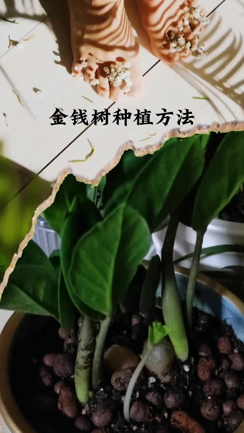 家庭盆栽植物的养护知识（家庭盆栽植物的养护知识点）-第1张图片-多多自然网