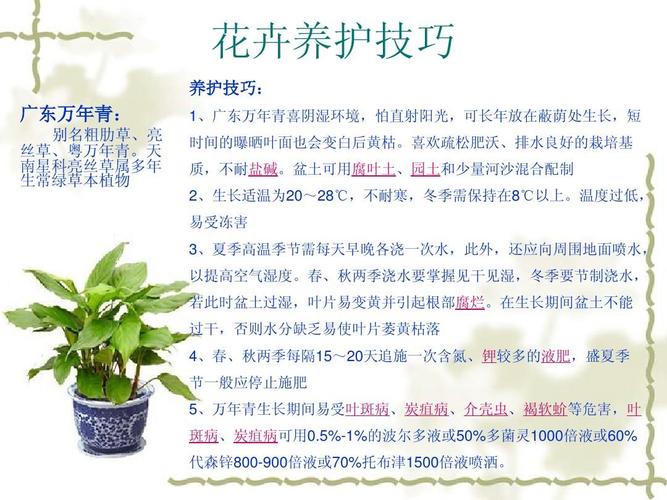 关于玉兰的植物养护知识（关于玉兰的植物养护知识点）-第4张图片-多多自然网