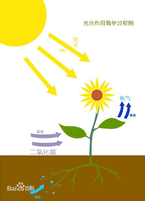 白细胞与植物的关系是（白细胞与细菌的的关系）-第5张图片-多多自然网