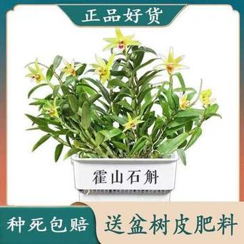 东北顶楼绿植养护技术（东北屋顶花园植物）-第2张图片-多多自然网