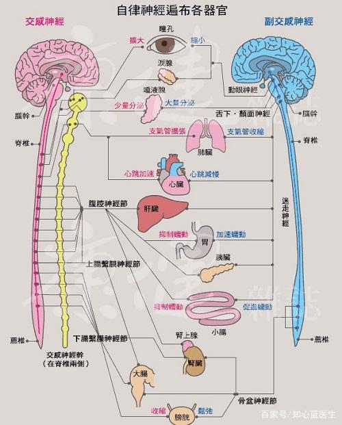 胆与植物神经的关系（胆与植物神经的关系图解）-第2张图片-多多自然网