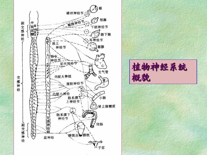 胆与植物神经的关系（胆与植物神经的关系图解）-第6张图片-多多自然网