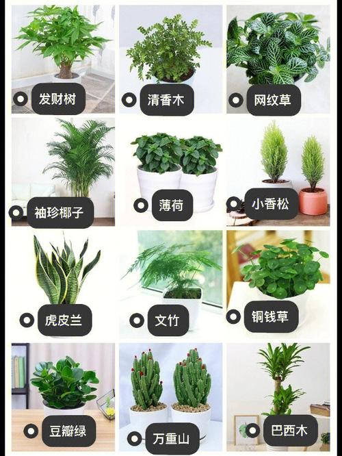 冬季不落叶绿植养护技术（冬季不落叶的植物科学观察）-第6张图片-多多自然网