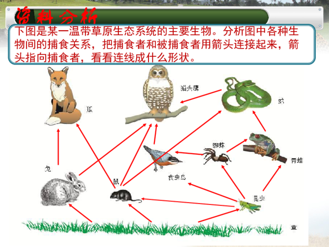 苍蝇与植物的关系是什么（苍蝇与植物的关系是什么意思）-第1张图片-多多自然网