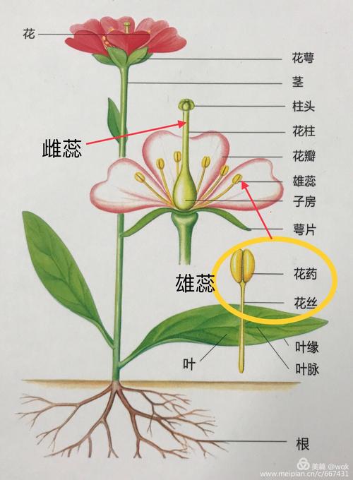 不同花序与植物的关系（植物学花序类型）-第1张图片-多多自然网