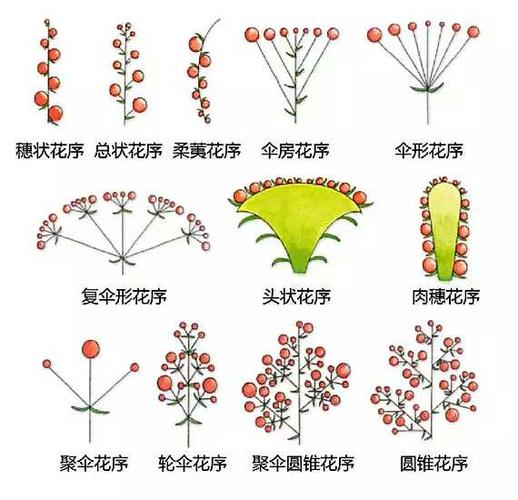 不同花序与植物的关系（植物学花序类型）-第3张图片-多多自然网