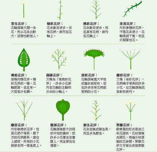 不同花序与植物的关系（植物学花序类型）-第5张图片-多多自然网