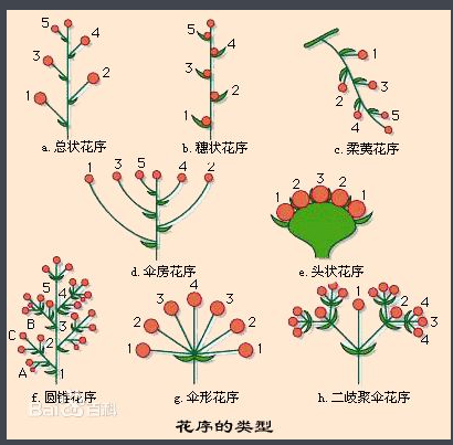 不同花序与植物的关系（植物学花序类型）-第7张图片-多多自然网