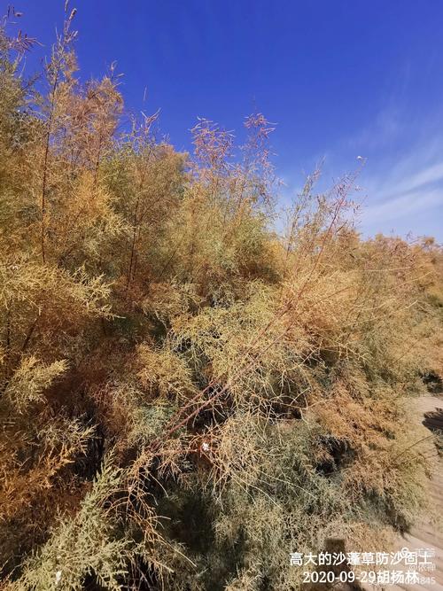 常见植物防风知识（防风的植物中药图片）-第7张图片-多多自然网