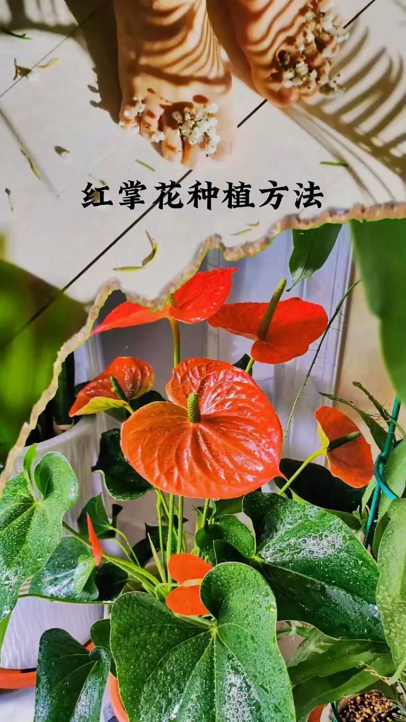 草本花卉植物养护知识（草本花卉植物养护知识大全）-第2张图片-多多自然网