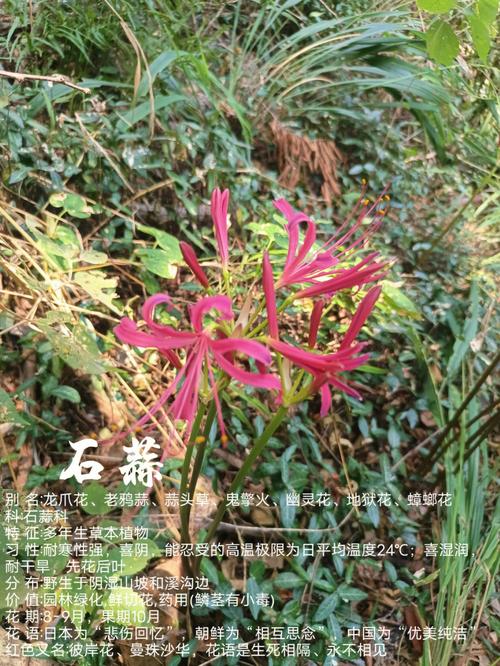 草本花卉植物养护知识（草本花卉植物养护知识大全）-第3张图片-多多自然网