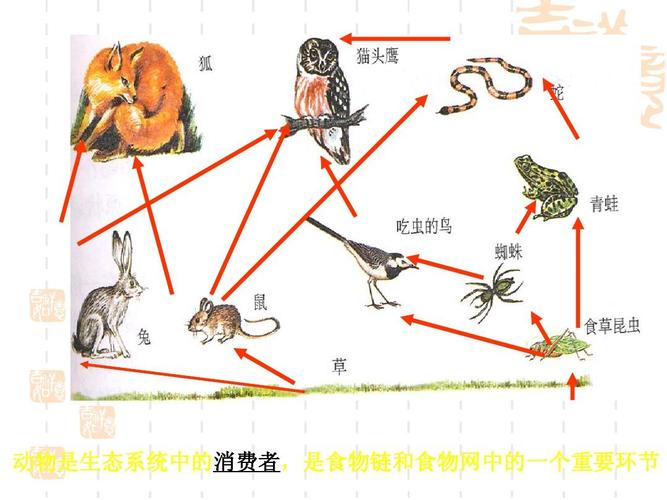 大自然动物与植物间的关系（大自然的动植物与人类的关系）-第4张图片-多多自然网