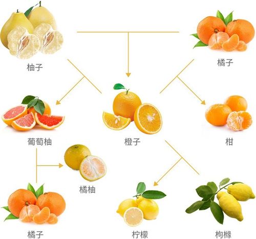 橙子植物科普知识大全（橙子的植物学特征）-第1张图片-多多自然网