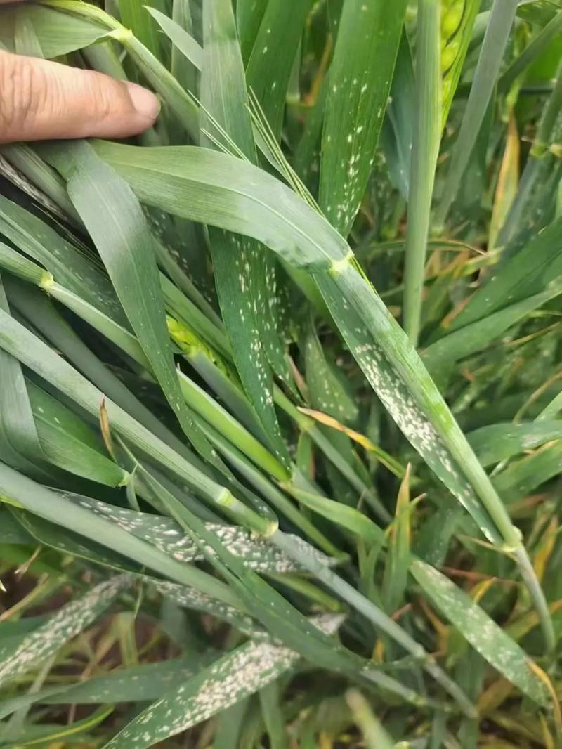 包含春季植物白粉病预防知识的词条-第3张图片-多多自然网