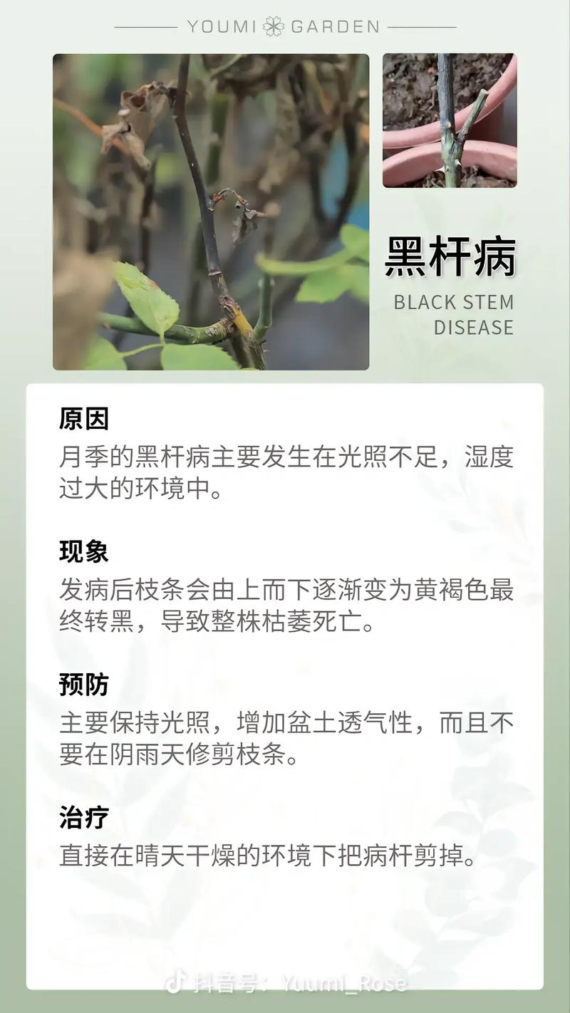 包含春季植物白粉病预防知识的词条-第6张图片-多多自然网