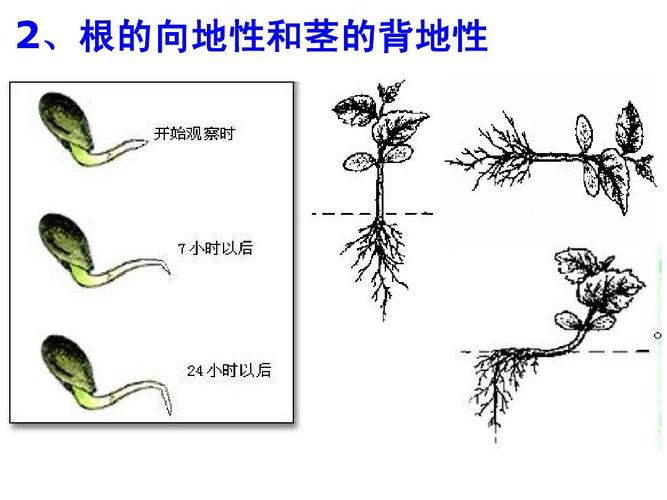 大地与植物生长的关系（大地与植物生长的关系有哪些）-第1张图片-多多自然网