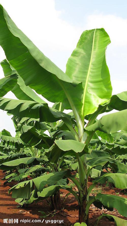 芭蕉木本植物养护知识大全（芭蕉树是木本植物吗）-第1张图片-多多自然网