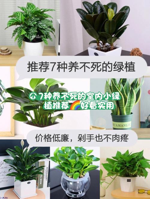 冬季北方绿植过冬暖棚怎么养护（北方冬天绿植怎么过冬）-第5张图片-多多自然网