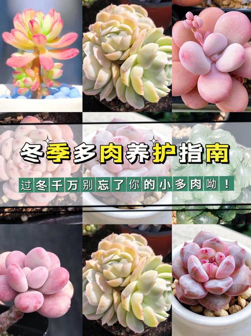 多肉植物冬季养护知识（多肉植物冬季如何养护）-第3张图片-多多自然网