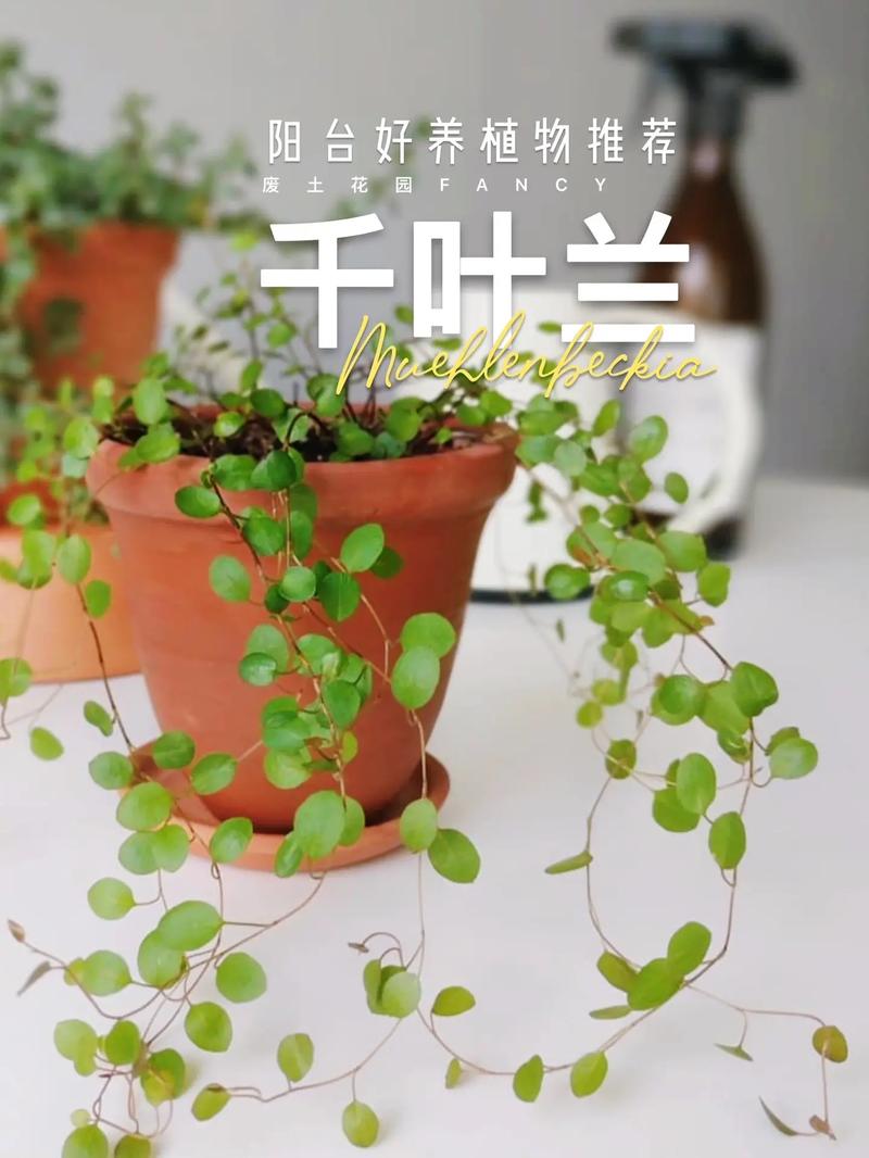 东北鲜花绿植怎么养护和管理（东北多年生花卉）-第5张图片-多多自然网