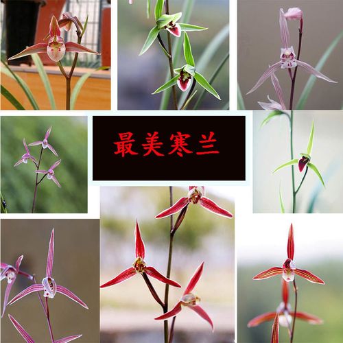 东北鲜花绿植怎么养护和管理（东北多年生花卉）-第6张图片-多多自然网