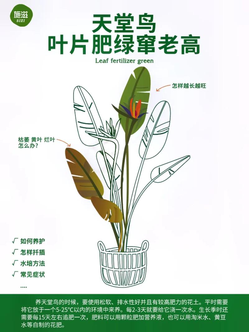 东北绿植天堂鸟怎么养护和浇水（东北绿植天堂鸟怎么养护和浇水的）-第3张图片-多多自然网