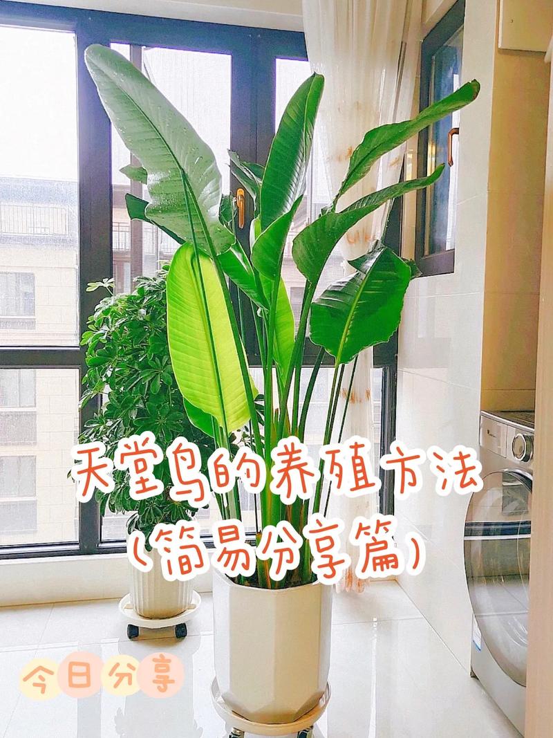 东北绿植天堂鸟怎么养护和浇水（东北绿植天堂鸟怎么养护和浇水的）-第5张图片-多多自然网