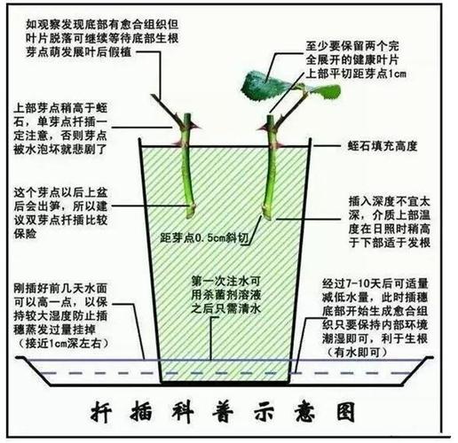 捕虫植物与蟑螂的关系是（昆虫与植物是捕食关系吗）-第3张图片-多多自然网