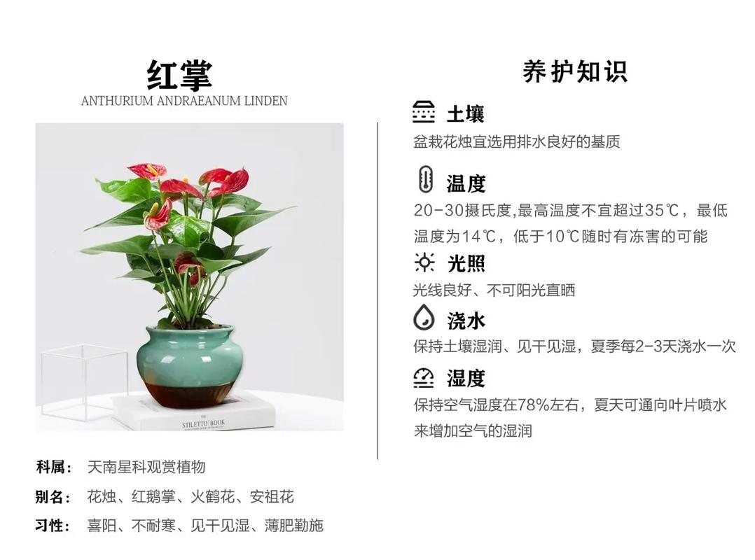 东北鲜花绿植怎么养护和浇水（东北绿化花卉大全）-第5张图片-多多自然网