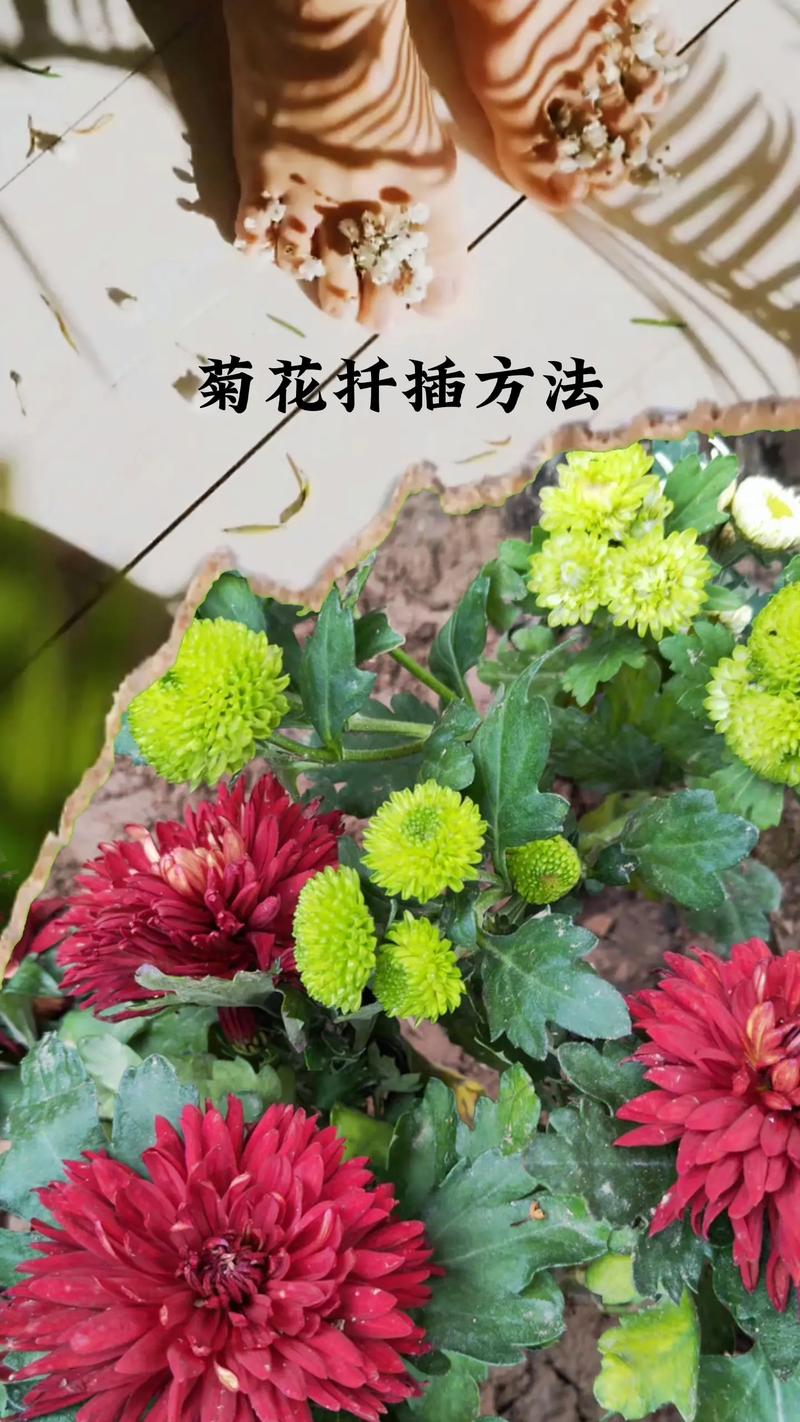 东北鲜花绿植怎么养护和浇水（东北绿化花卉大全）-第6张图片-多多自然网