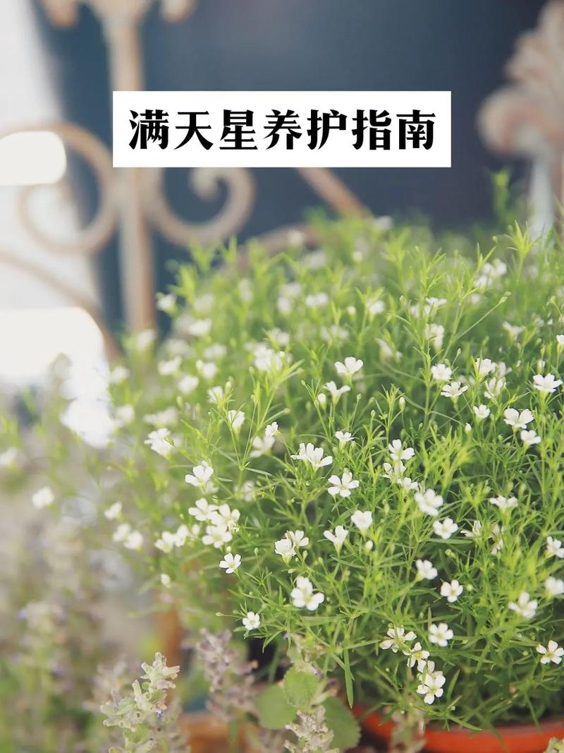 冬季北方室内绿植养护方法（冬季北方室内绿植养护方法视频）-第1张图片-多多自然网