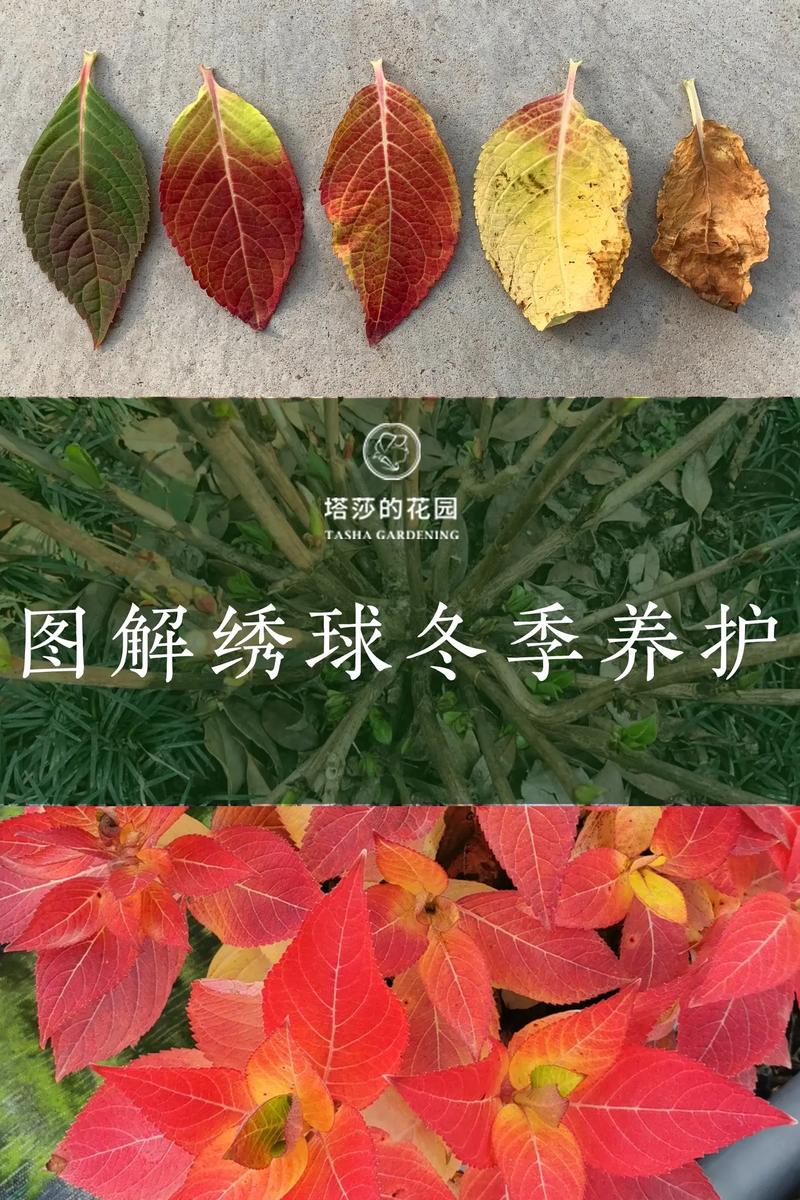 冬季北方室内绿植养护方法（冬季北方室内绿植养护方法视频）-第4张图片-多多自然网