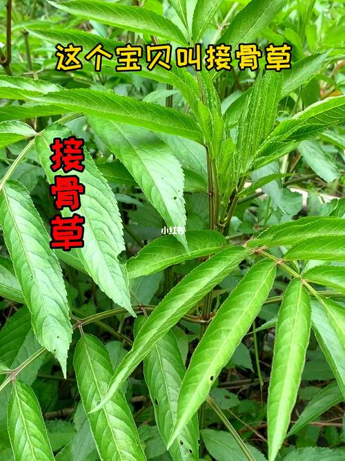 采药人植物科普知识有哪些（采药人植物科普知识有哪些方面）-第2张图片-多多自然网