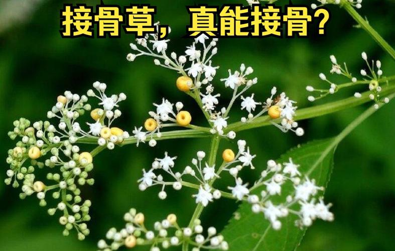 采药人植物科普知识有哪些（采药人植物科普知识有哪些方面）-第6张图片-多多自然网