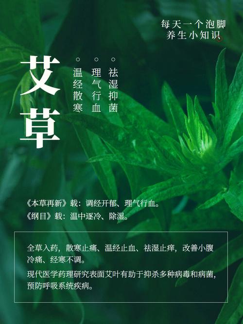 艾草植物科普知识大全集（艾草植物科普知识大全集视频）-第1张图片-多多自然网