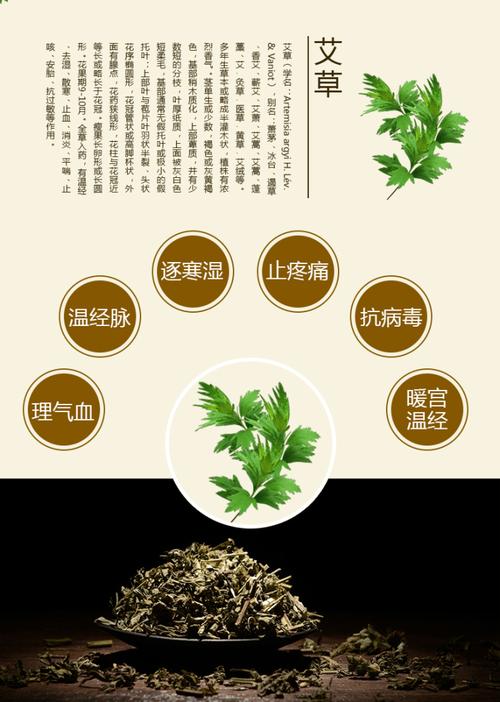 艾草植物科普知识大全集（艾草植物科普知识大全集视频）-第6张图片-多多自然网