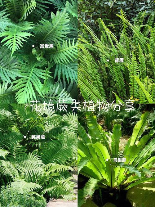 草本植物与蕨类的关系是（草本植物包括蕨类吗）-第1张图片-多多自然网