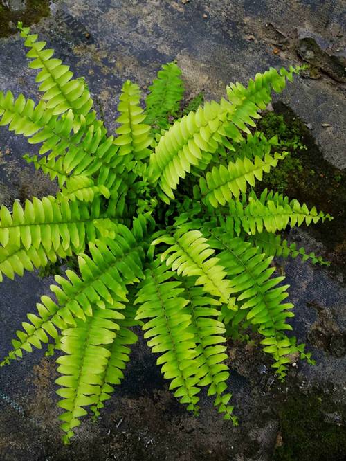 草本植物与蕨类的关系是（草本植物包括蕨类吗）-第3张图片-多多自然网