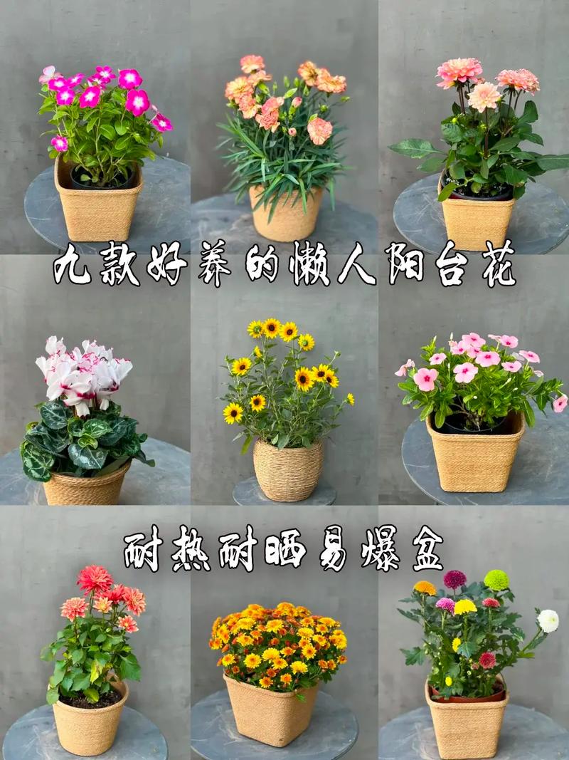 东北鲜花绿植怎么养护好（东北花草）-第3张图片-多多自然网