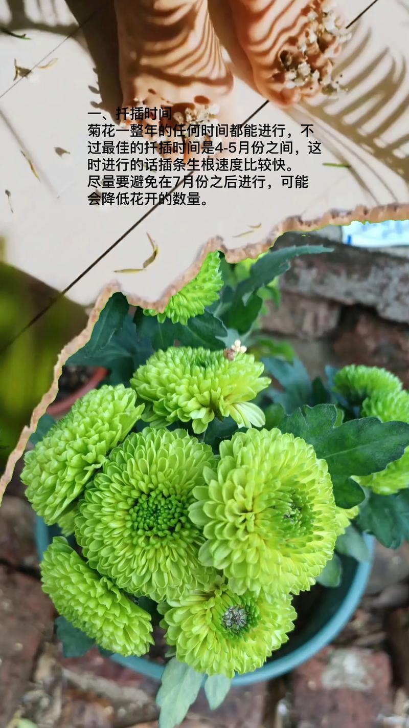 东北鲜花绿植怎么养护好（东北花草）-第5张图片-多多自然网