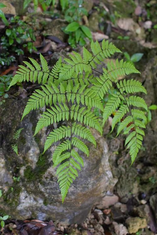 川西常见植物科普知识（川西植物图鉴）-第1张图片-多多自然网