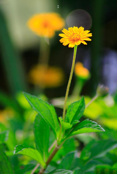 川西常见植物科普知识（川西植物图鉴）-第6张图片-多多自然网